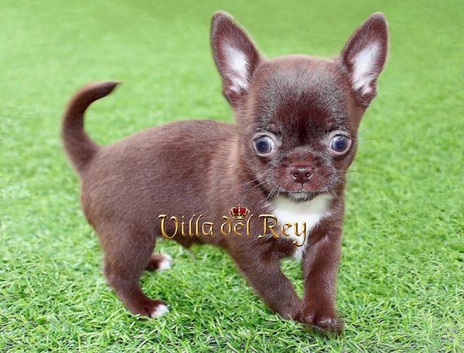Chihuahuas de color chocolate - Criadero Villa del Rey